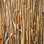 Zrównoważone biopaliwa: jakie surowce są najbardziej obiecujące? - 13 2025