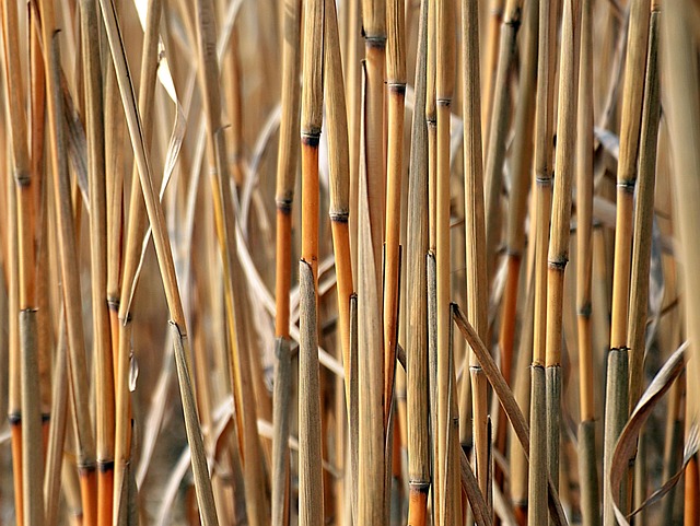 Zrównoważone biopaliwa: jakie surowce są najbardziej obiecujące? - 1 2025