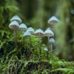 ** Mikroflora jelitowa chomika a koprofagia: Szczegółowa analiza wpływu na skład i funkcjonowanie. - 31 2025