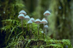 ** Mikroflora jelitowa chomika a koprofagia: Szczegółowa analiza wpływu na skład i funkcjonowanie. - 21 2025